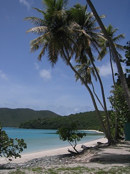 Palm trees along Maho Bay